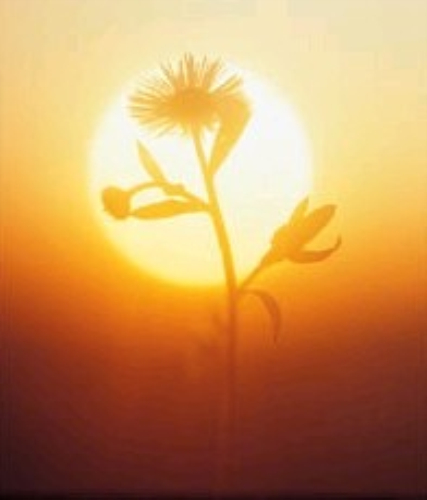 Rita Michel Courtois